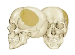 TECRESS-Mendec-Cranio-1